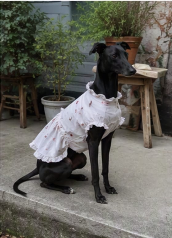 Dog day vlog from four photos source pet photo 2