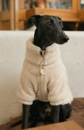 Cozy pet memory video source pet photo 2