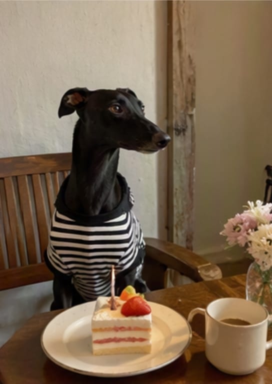 Cozy pet memory video source pet photo 3