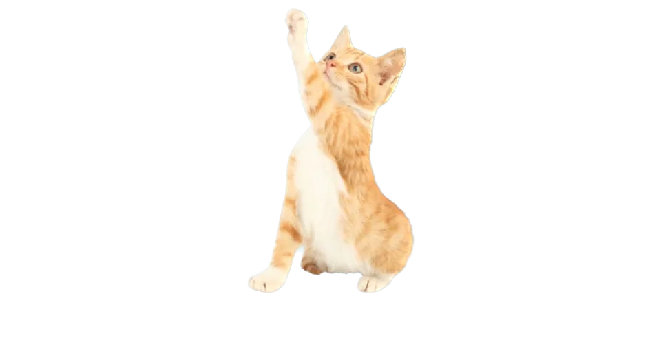 Pet cutout with a transparent background