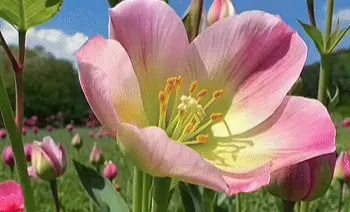 Flower scene from the Text to Video demo