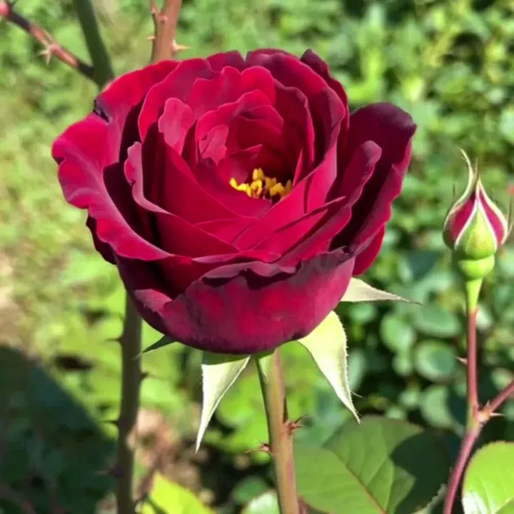 A red rose in sunlight, a nature detail for a visual story